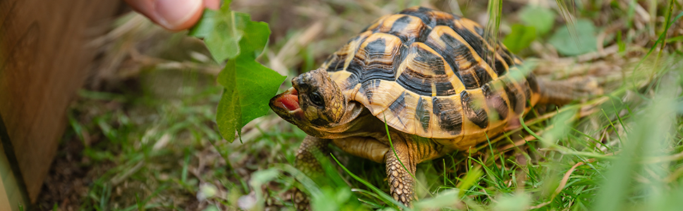 Titre du teaser picture